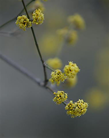 Picture of Cornus mas  Cornelian cherry dogwood