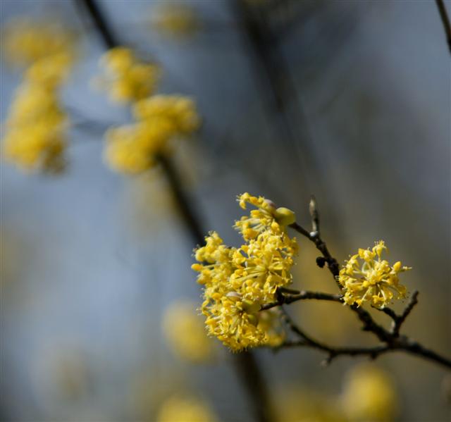 Picture of Cornus mas  Cornelian cherry dogwood