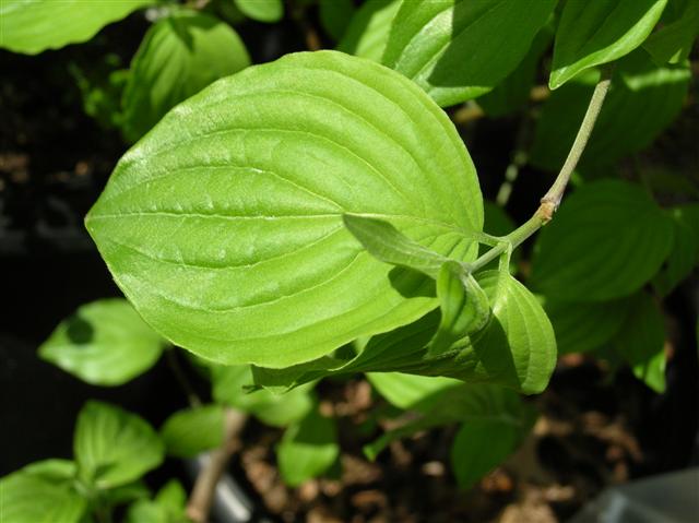 Picture of Cornus mas  Cornelian cherry dogwood