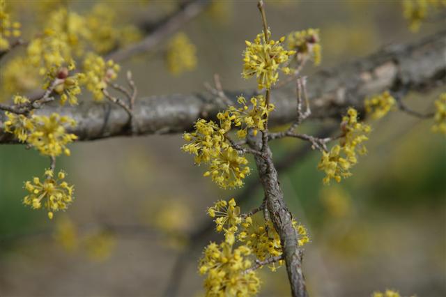 Picture of Cornus officinalis  Japanese Cornel Dogwood