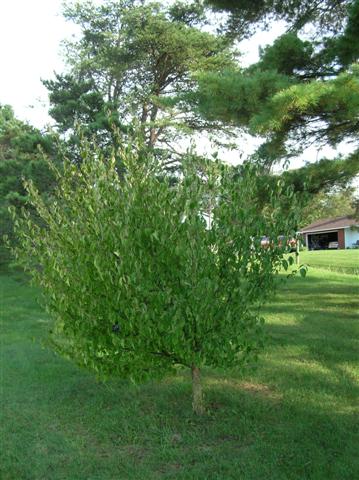 Picture of Cornus officinalis  Japanese Cornel Dogwood