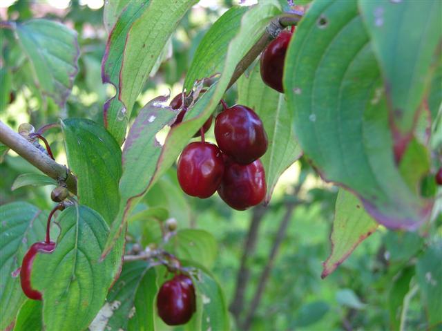 Picture of Cornus officinalis  Japanese Cornel Dogwood