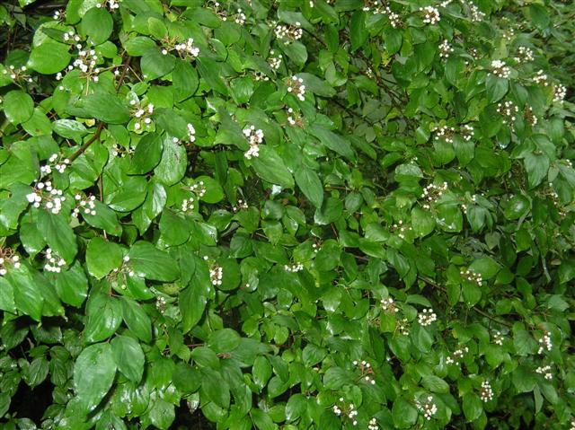 Picture of Cornus racemosa  Gray Dogwood or Red-Panicled Dogwood