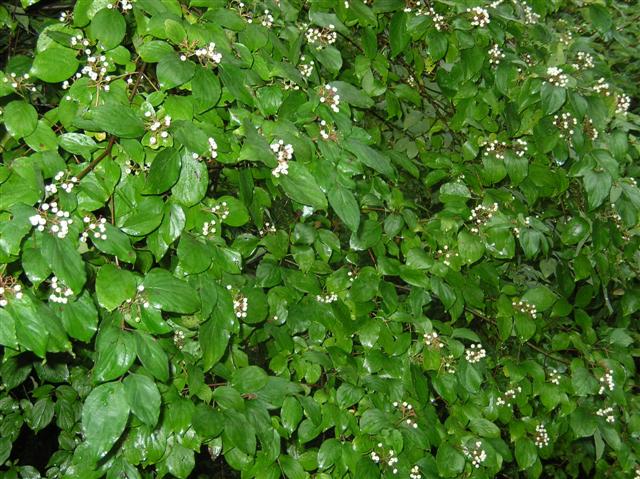 Picture of Cornus racemosa  Gray Dogwood or Red-Panicled Dogwood