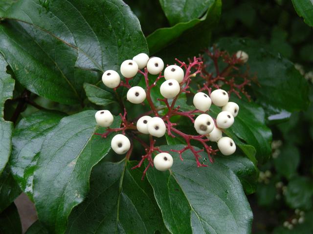 Picture of Cornus%20racemosa%20%20Gray%20Dogwood%20or%20Red-Panicled%20Dogwood