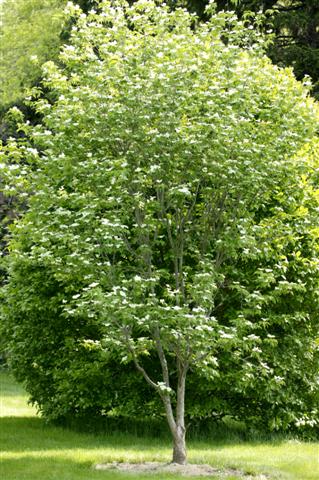 Cornus x rutgersiensis cornusxrutcansaurora050708sg(Small).jpg