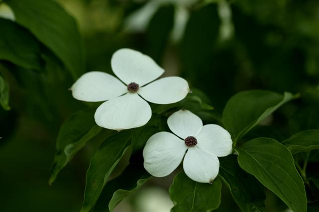 Picture of Cornus x rutgersiensis 'Aurora' Aurora Dogwood