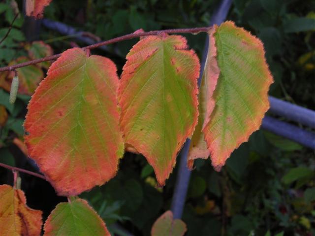 Picture of Corylus americana  American Filbert