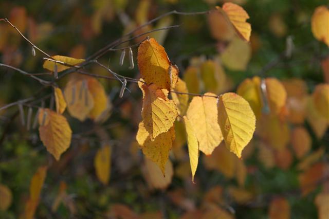 Picture of Corylus americana  American Filbert