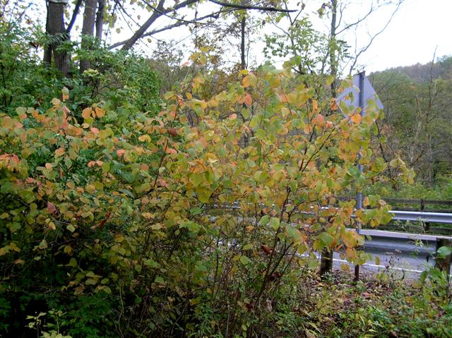 Picture of Corylus americana  American Filbert