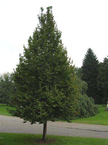 Picture of Corylus colurna  Turkish Filbert