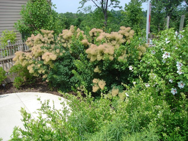 Picture of Cotinus coggygria 'Daydream' Daydream Smokebush