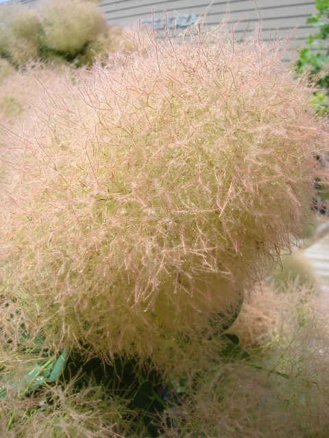 Picture of Cotinus coggygria 'Daydream' Daydream Smokebush