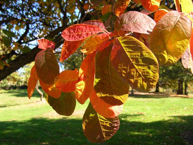 Picture of Cotinus obovatus  American Smoketree