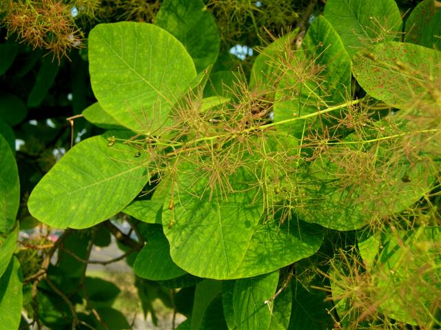 Picture of Cotinus obovatus  American Smoketree