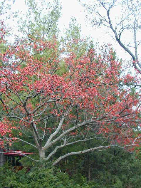 Picture of Crataegus viridis 'Winter King' Winter King Hawthorn