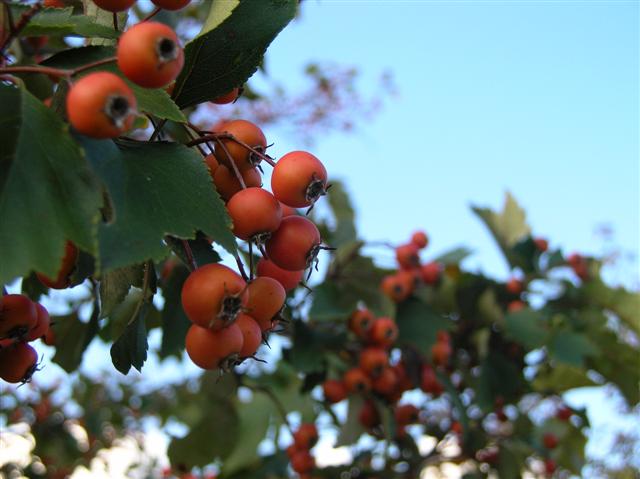 Picture of Crataegus viridis 'Winter King' Winter King Hawthorn