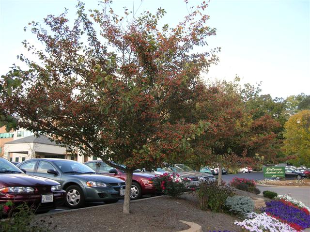 Picture of Crataegus viridis 'Winter King' Winter King Hawthorn