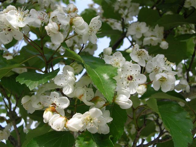 Picture of Crataegus viridis 'Winter King' Winter King Hawthorn