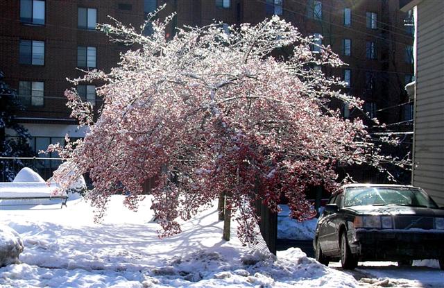 Picture of Crataegus viridis 'Winter King' Winter King Hawthorn