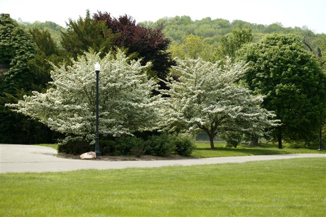 Picture of Crataegus viridis 'Winter King' Winter King Hawthorn