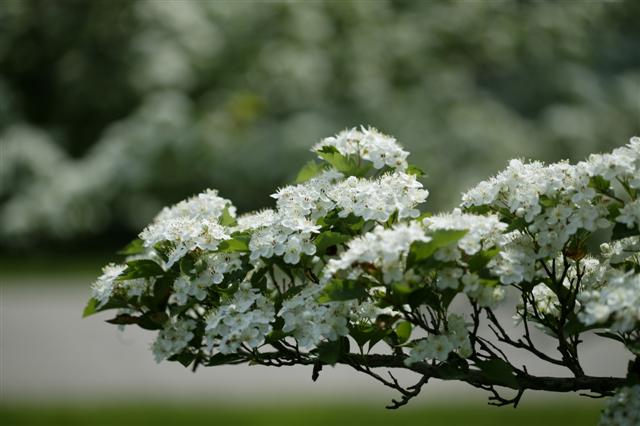 Picture of Crataegus viridis 'Winter King' Winter King Hawthorn