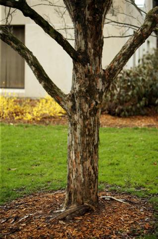 Picture of Crataegus viridis 'Winter King' Winter King Hawthorn