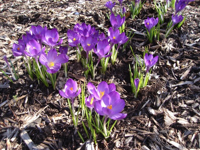 Picture of Crocus vernus  Crocus