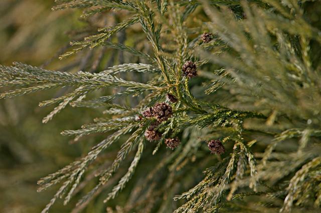 Picture of Cryptomeria japonica 'Yoshino' Yoshino Japanese Cryptomeria