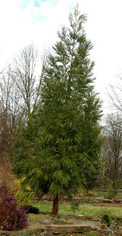 Picture of Cryptomeria japonica 'Yoshino' Yoshino Japanese Cryptomeria