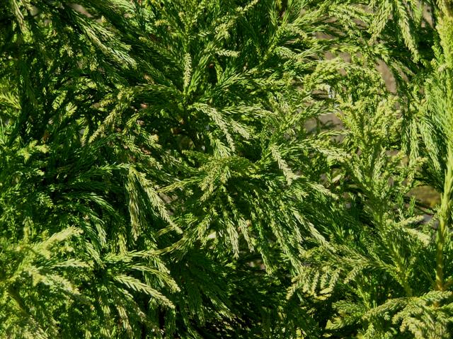 Picture of Cryptomeria japonica 'Yoshino' Yoshino Japanese Cryptomeria