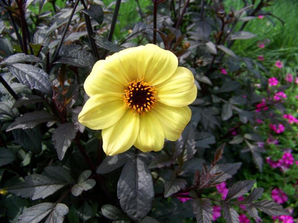 Picture of Dahlia  'Mystic Illusion' Mystic Illusion Dahlia