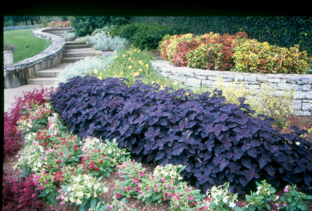 Picture of Solenostemon scutellarioides 'Colorblaze Dark Star' Colorblaze Dark Star Coleus