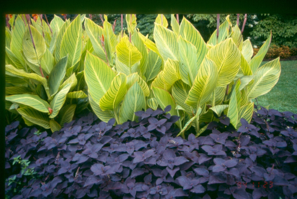 Picture of Canna x generalis 'Bengal TIger' Bengal Tiger Canna