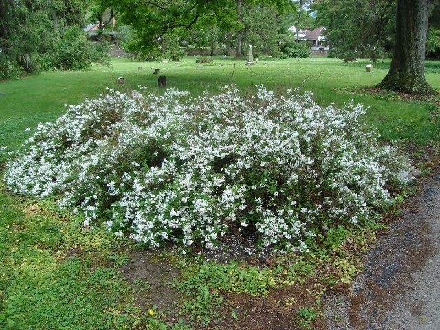 Picture of Deutzia gracilis  Slender Deutzia