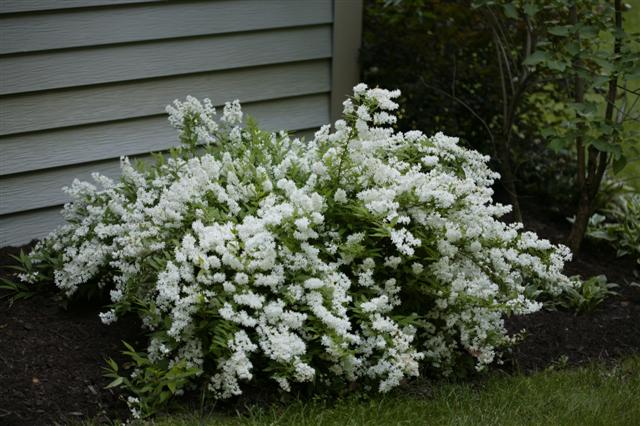 Picture of Deutzia gracilis  Slender Deutzia