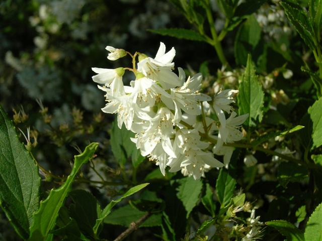 Picture of Deutzia gracilis  Slender Deutzia