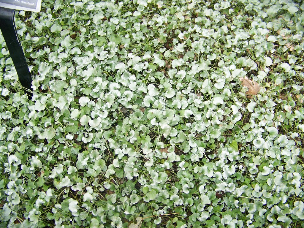 Picture of Dichondra argentea 'Silver Falls' Silver Falls Dichondra