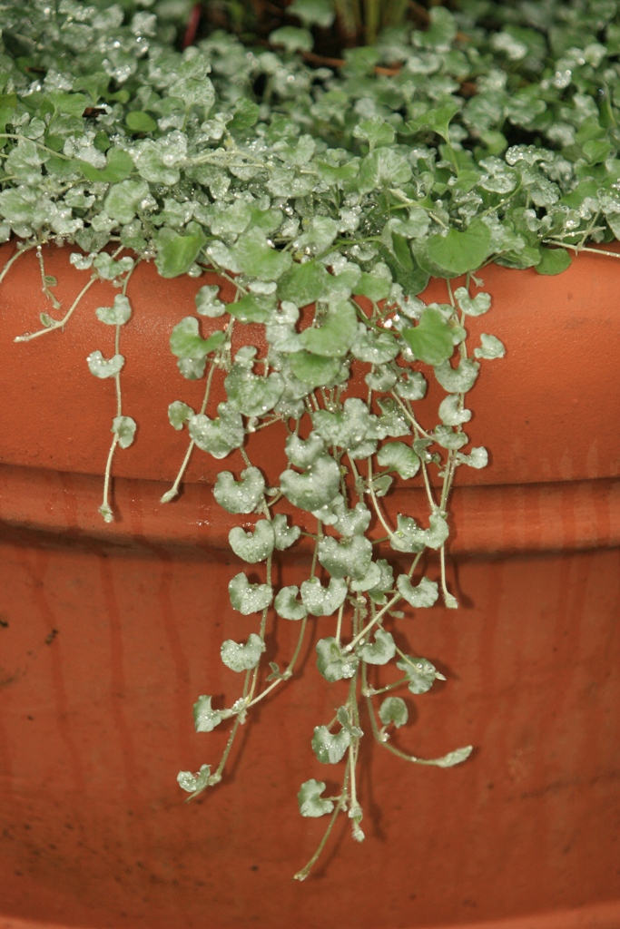 Picture of Dichondra argentea 'Silver Falls' Silver Falls Dichondra