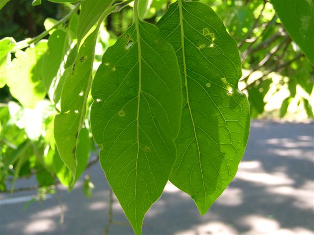 Picture of Diospyros virginiana  Persimmon