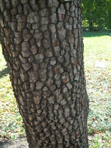 Picture of Diospyros virginiana  Persimmon