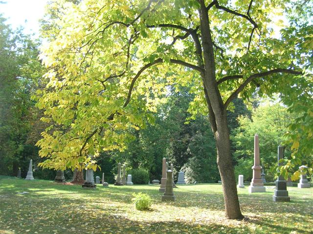 Picture of Diospyros virginiana  Persimmon