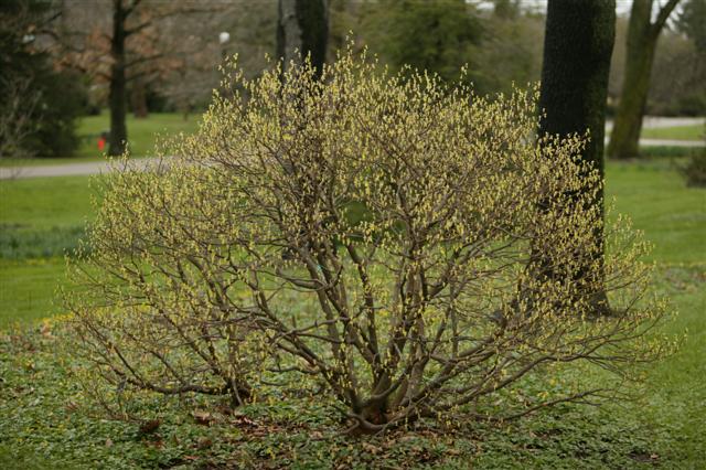 Picture of Dirca palustris  Leatherwood