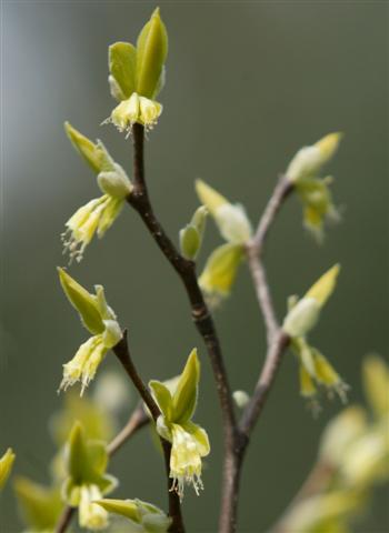 Picture of Dirca palustris  Leatherwood