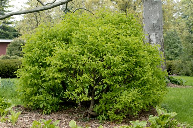 Picture of Dirca palustris  Leatherwood