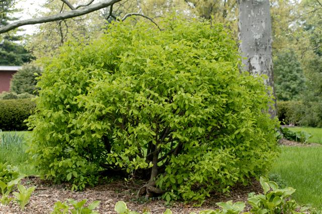 Picture of Dirca%20palustris%20%20Leatherwood