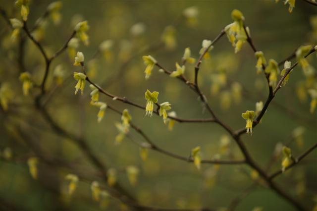 Picture of Dirca palustris  Leatherwood