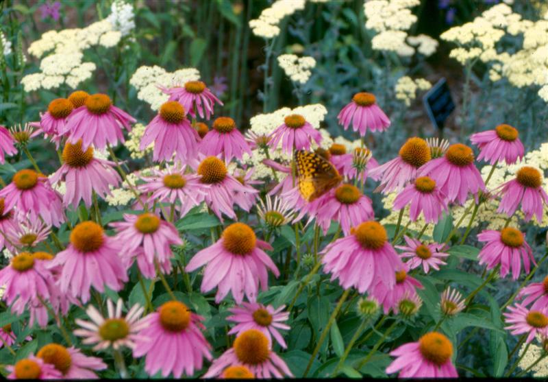 Picture of Echinacea purpurea 'Kim's Knee High' Kim's Knee High Coneflower