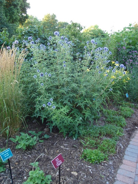 Picture of Echinops ritro  Globe Thistle