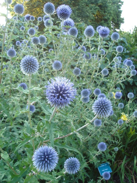 Picture of Echinops ritro  Globe Thistle